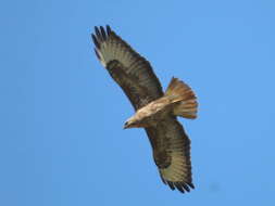 Image of Buteo buteo menetriesi Bogdanov 1879