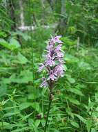 Image of Heath spotted orchid