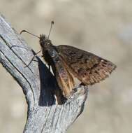 Image of Sleepy Duskywing