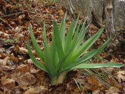 Image of Eremurus tauricus Steven