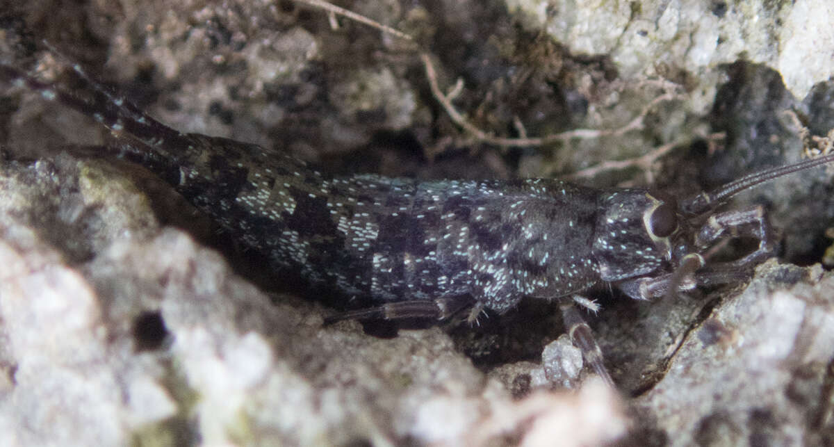 Image of Petridiobius (Petridiobius) arcticus (Folsom 1902)