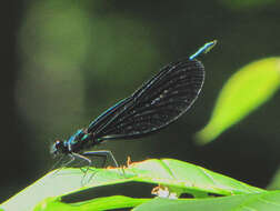 Image of Ebony Jewelwing