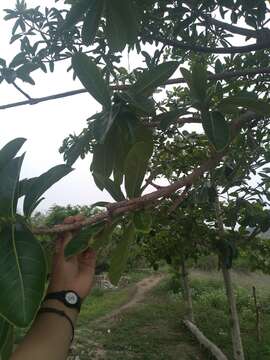 Ficus obtusifolia Kunth的圖片