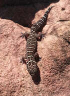 Image of Van Son's Gecko