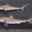 Image of Night Shark