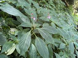 Image of Impatiens devolii T. C. Huang