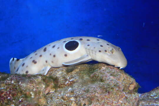 Image of epaulette sharks