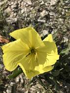 Oenothera howardii (A. Nels.) W. L. Wagner resmi