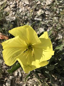 Image de Oenothera howardii (A. Nels.) W. L. Wagner