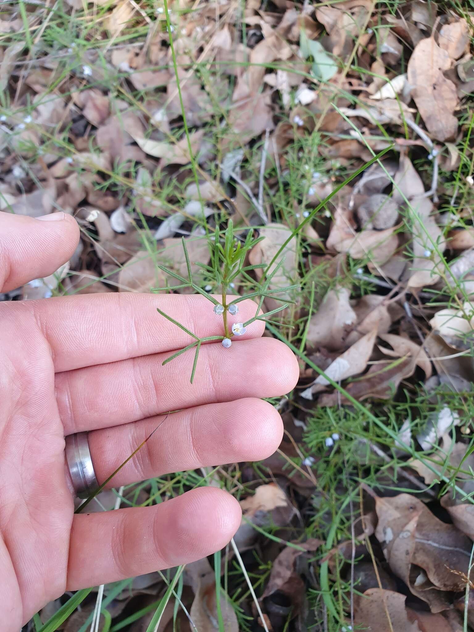 Image of Boronia ramosa (Lindley) Benth.