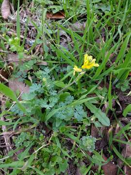 Image of smallflower fumewort