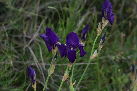 Imagem de Iris pallida subsp. illyrica (Tomm. ex Vis.) K. Richt.