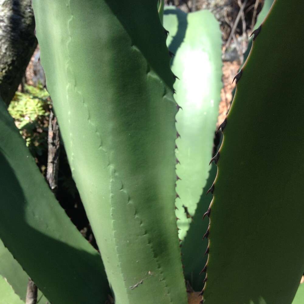 Image of Agave inaequidens subsp. inaequidens