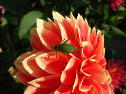 Image of speckled bush-cricket