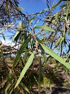 Plancia ëd Eucalyptus exserta F. Müll.