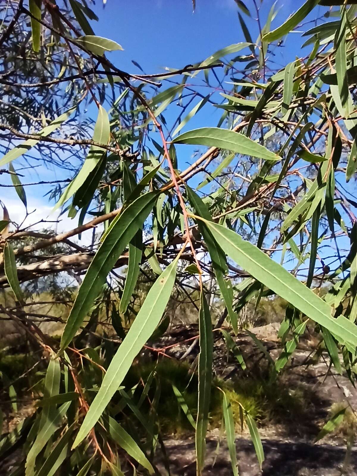 Plancia ëd Eucalyptus exserta F. Müll.