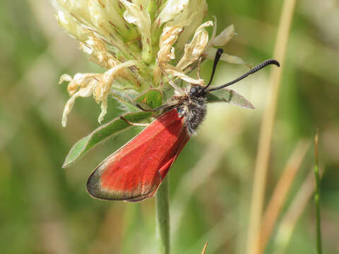 Image of Zygaena rubicundus