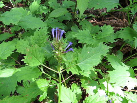 Image de Ajuga incisa Maxim.