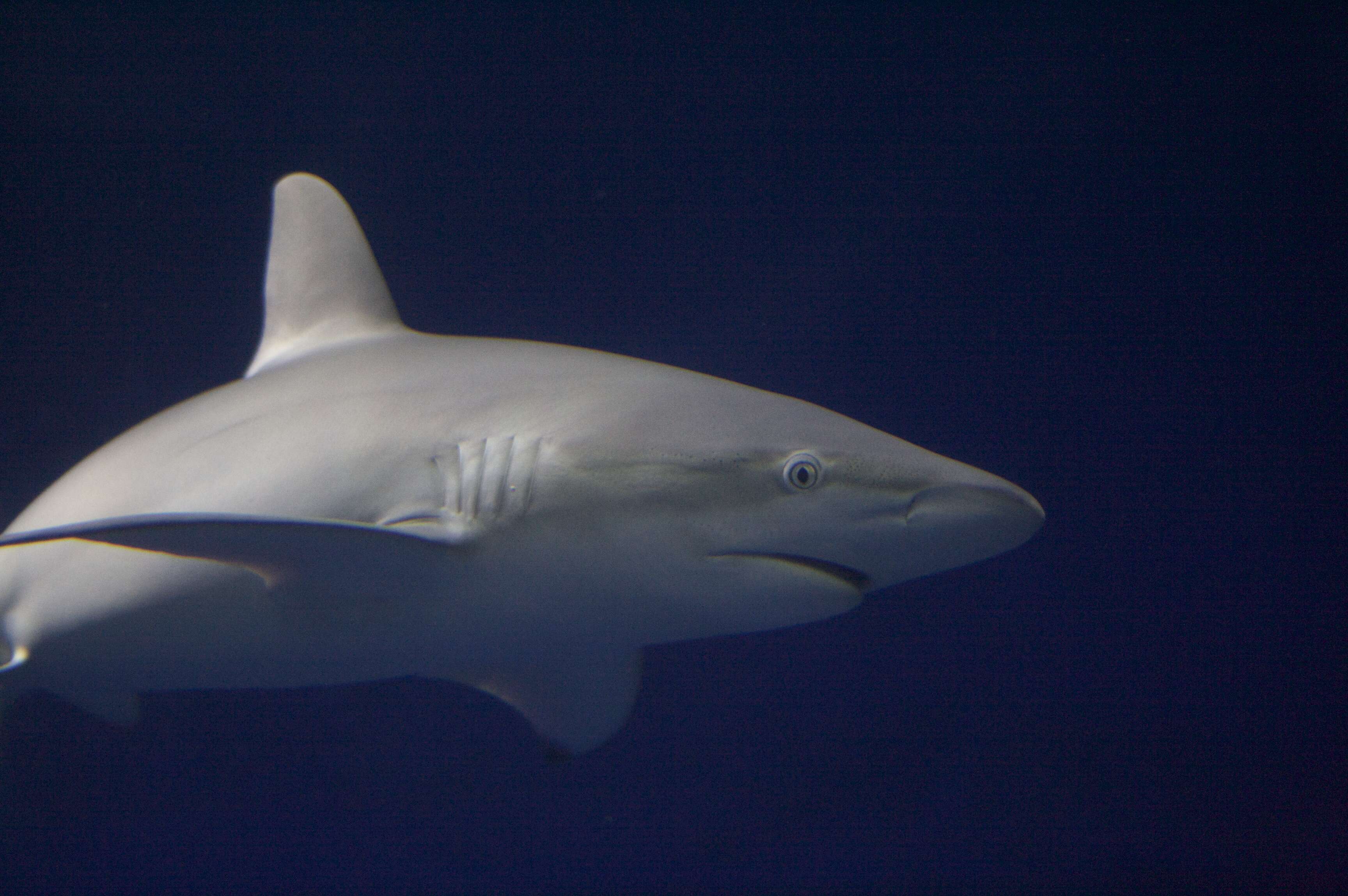 Image of Galapagos Shark