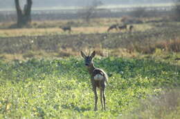 Image of Roe Deer