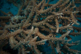 Image of Acropora pharaonis (Milne Edwards 1860)