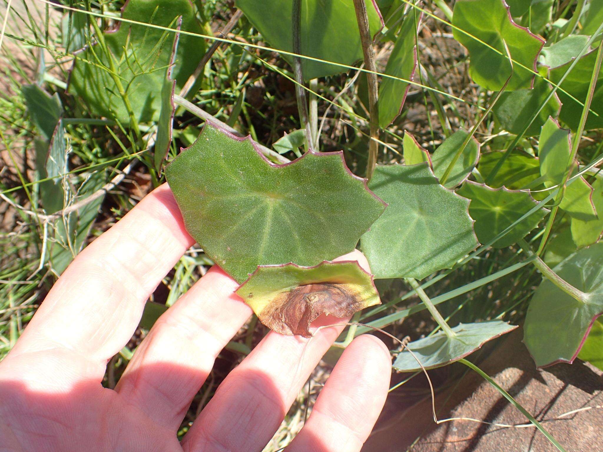 Plancia ëd Senecio oxyriifolius subsp. oxyriifolius