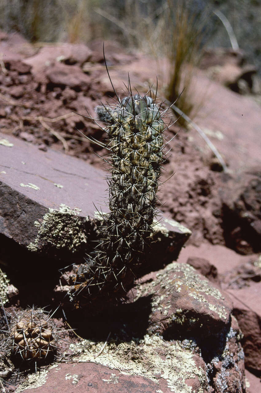 Image of Echinopsis ayopayana F. Ritter & Rausch