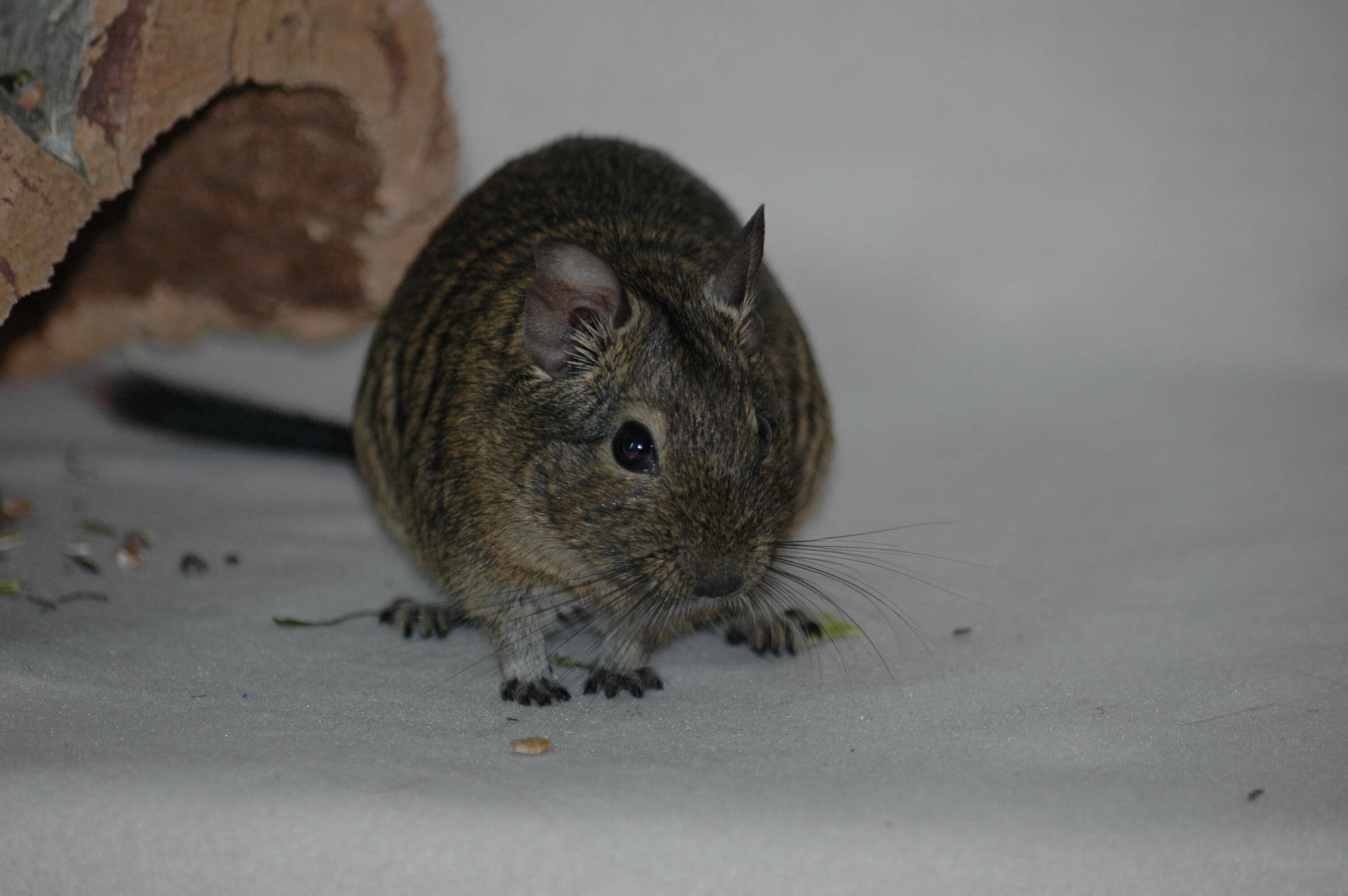 Image of degu