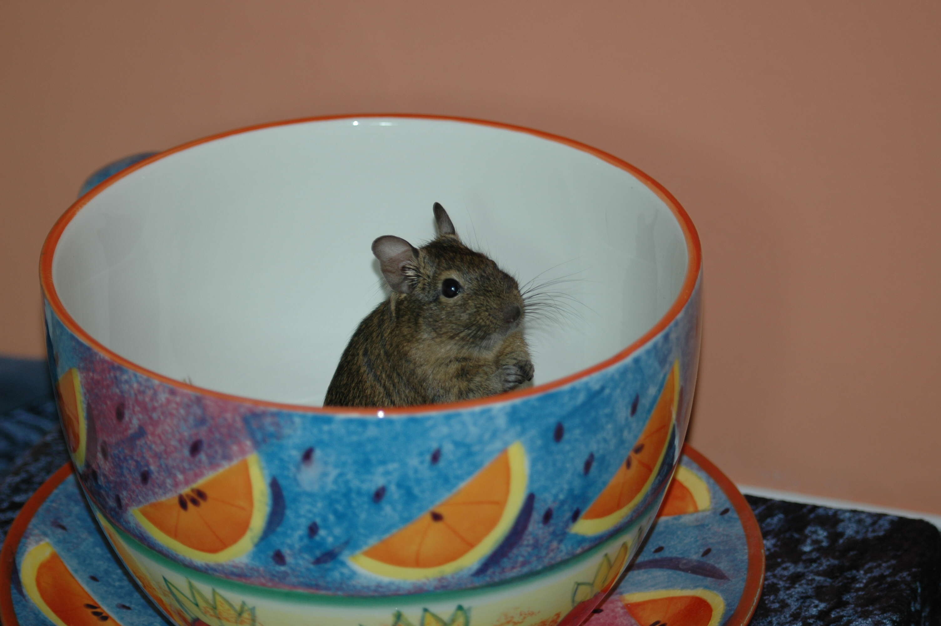 Image of degu