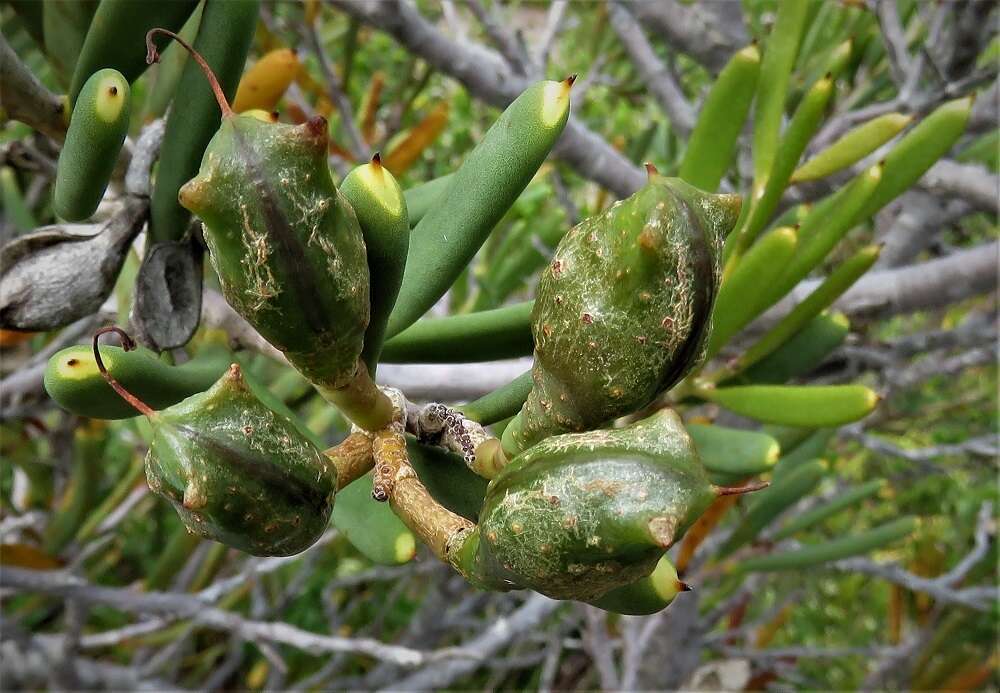 Image of Hakea clavata Labill.