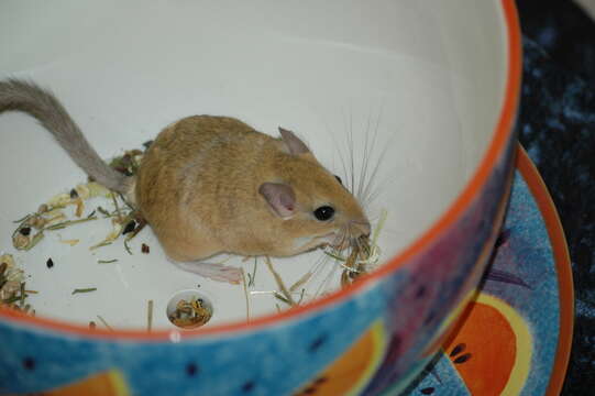 Image of gerbils, jirds, and relatives