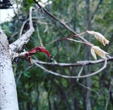 Image of Barkeria obovata (C. Presl) Christenson