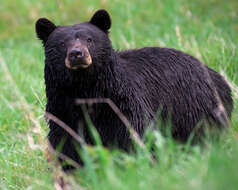 Image of American Black Bear