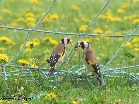 Imagem de Carduelis carduelis (Linnaeus 1758)