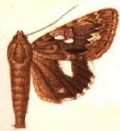 Image of Catocala nagioides Wileman 1924