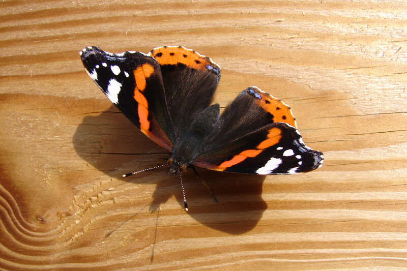 Image of Red Admiral