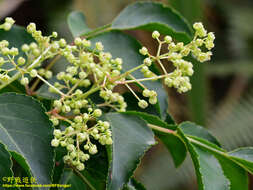 Imagem de Staphylea japonica (Thunb.) Mabb.