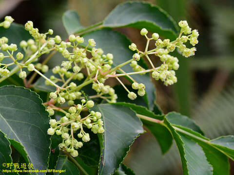 Image of Staphylea japonica (Thunb.) Mabb.