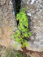 Cheilanthes pentagona Schelpe & N. C. Anthony resmi