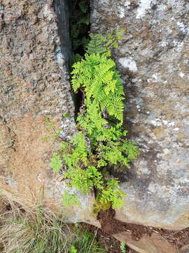 Cheilanthes pentagona Schelpe & N. C. Anthony resmi