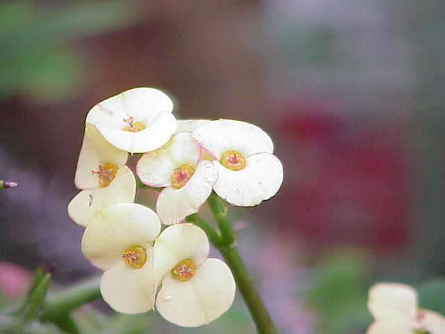 Image of Christ plant