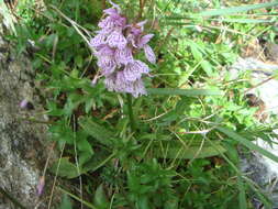 Image of Heath spotted orchid