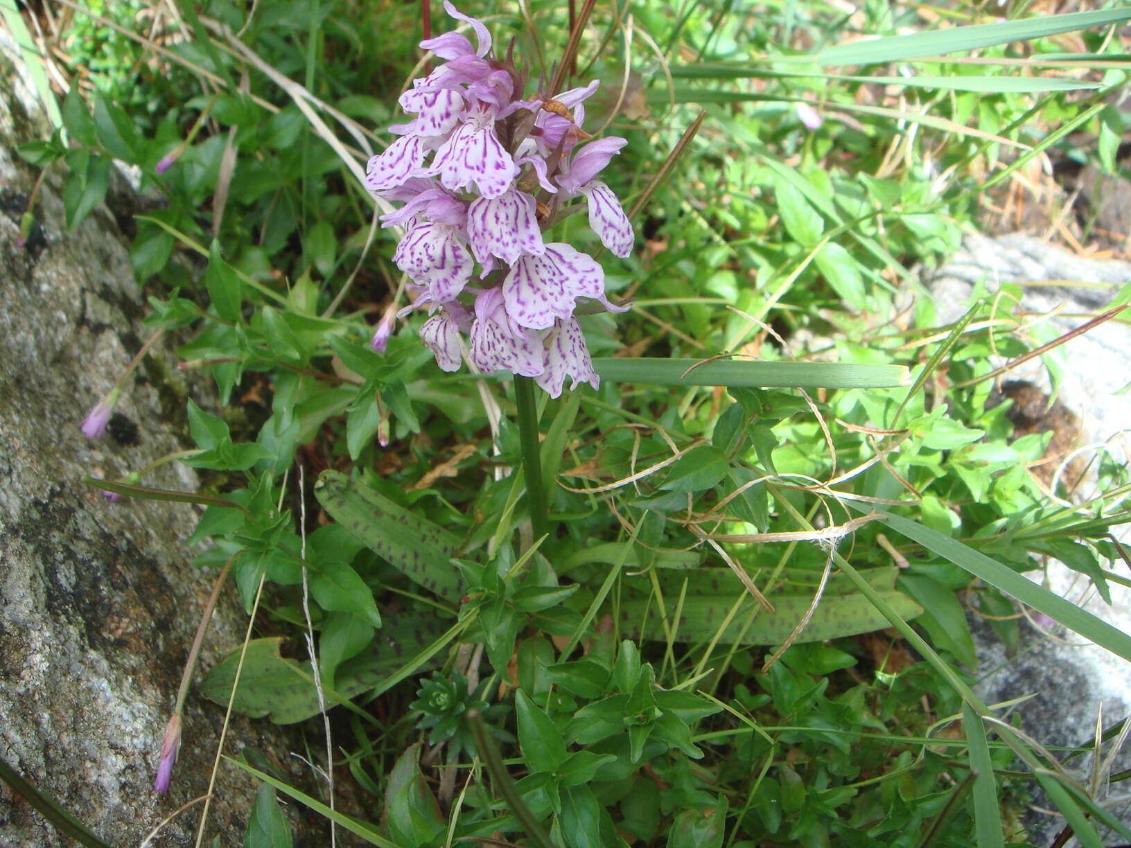 Image of Heath spotted orchid