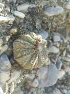 Image of Aztec Cactus