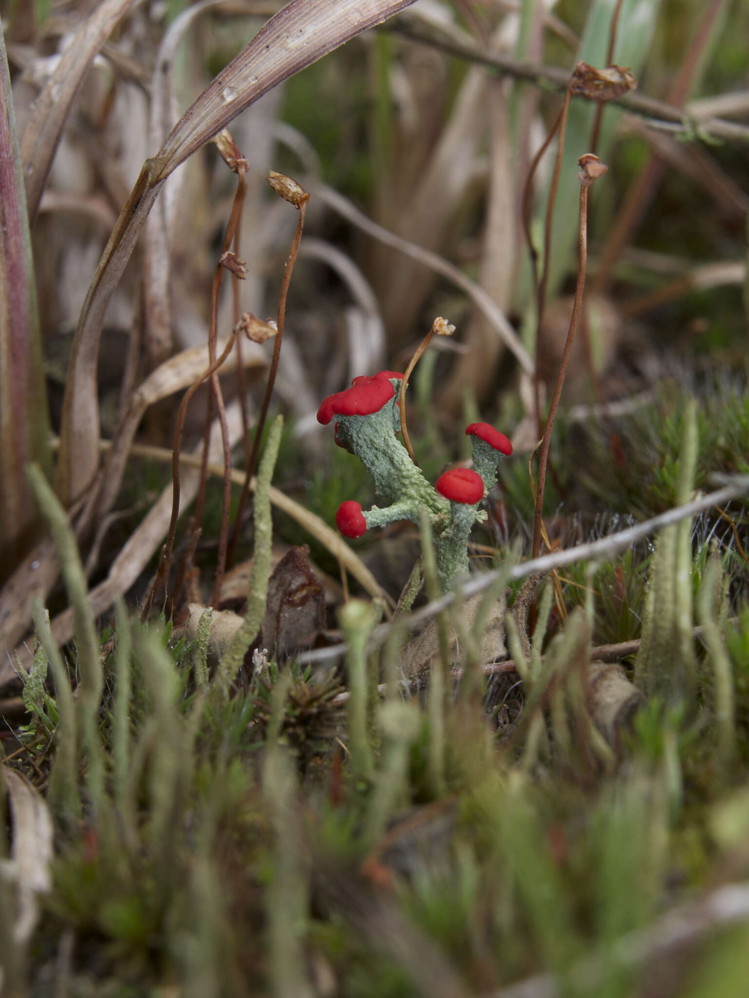 Слика од Cladonia cristatella Tuck.