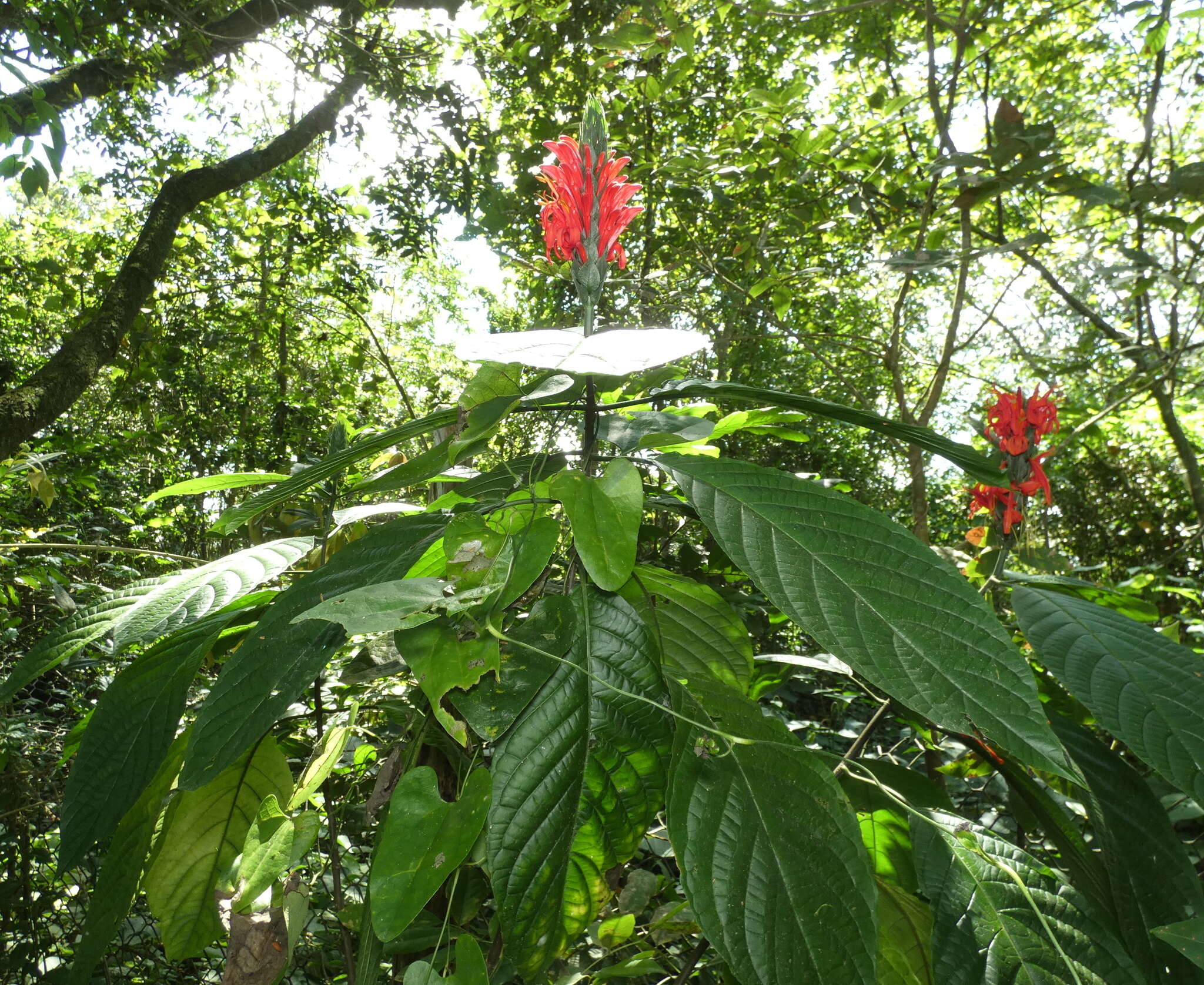 Image of cardinal's-guard