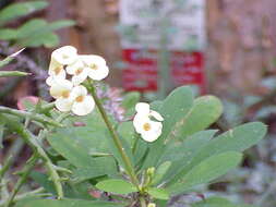 Image of Christ plant