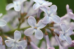 Image of Common Lilac