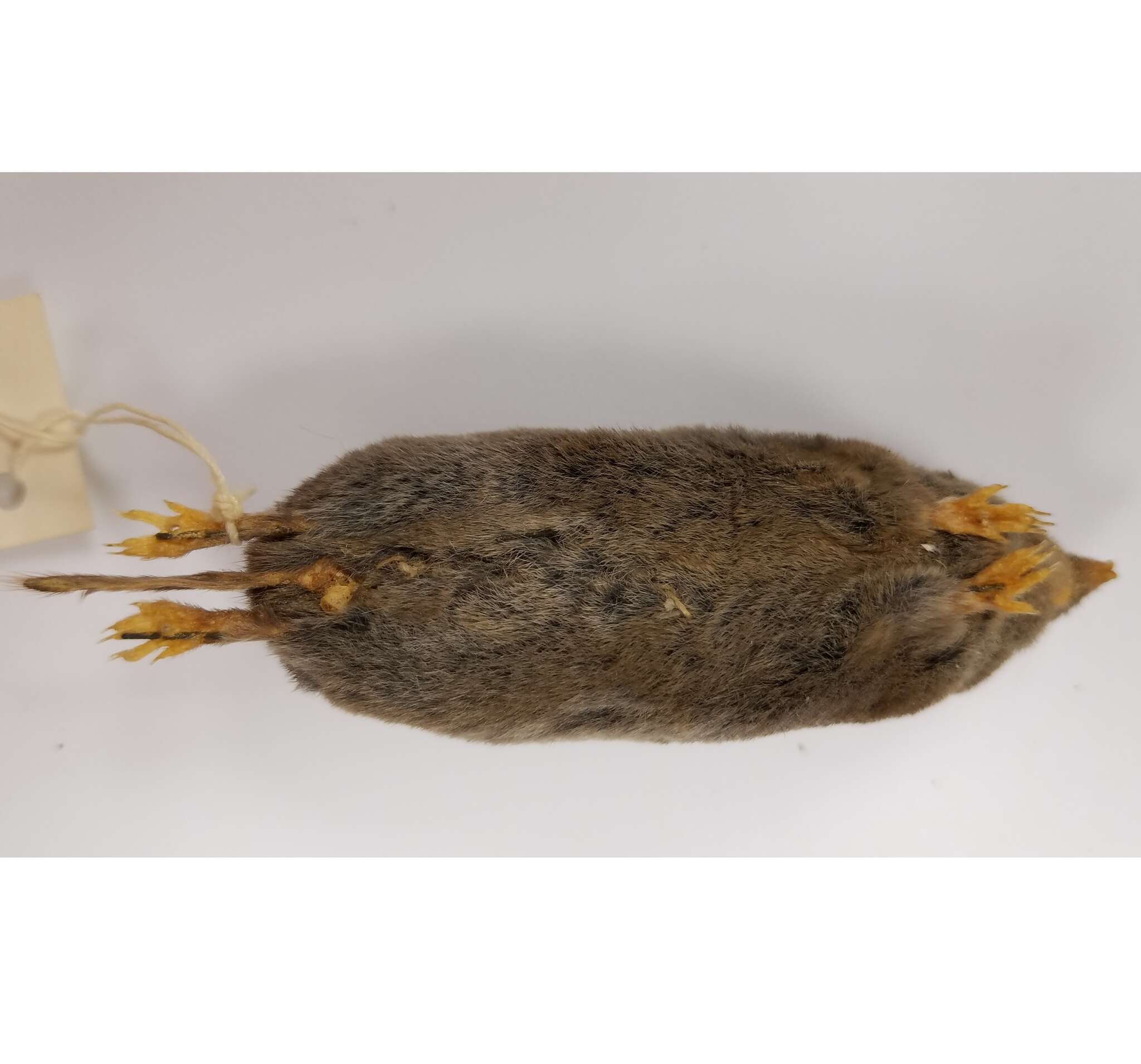 Image of Elliot's Short-tailed Shrew