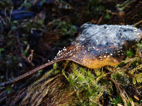 صورة Physalacria stilboidea (Cooke) Sacc. 1891